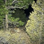 Man fought off a mountain lion weeks before a suspected fatal Colorado attack