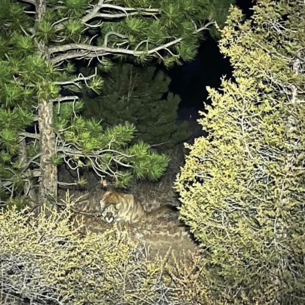 Man fought off a mountain lion weeks before&hellip;