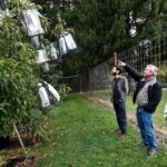Genetic analysis could speed up restoration of iconic American chestnut: Scientists