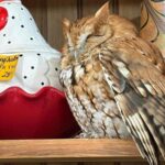 Sleepy owl found resting among items on a New York antique store shelf