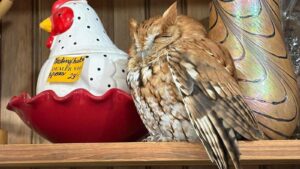 Sleepy owl found resting among items on a&hellip;