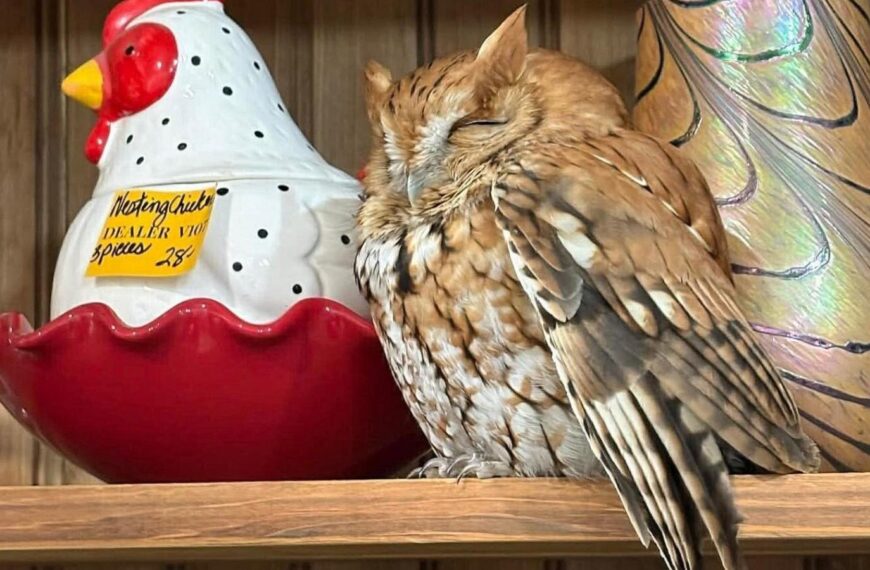Sleepy owl found resting among items on a New York antique store shelf