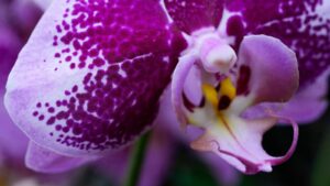 Annual orchids show brings vivid color to Chicago&hellip;