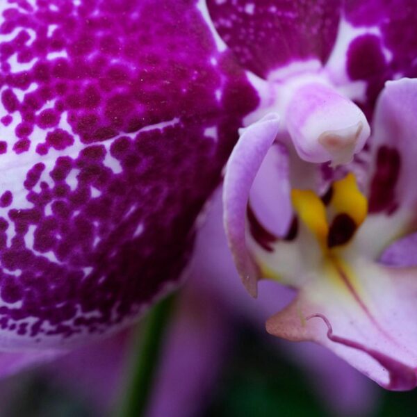 Annual orchids show brings vivid color to Chicago&hellip;