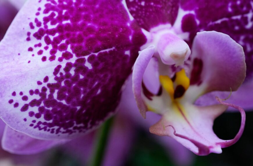 Annual orchids show brings vivid color to Chicago&hellip;