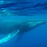 Oldest known whale recording could unlock mysteries of the ocean