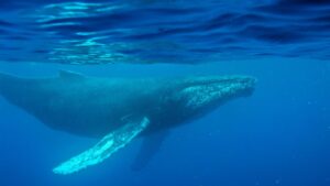 Oldest known whale recording could unlock mysteries of&hellip;