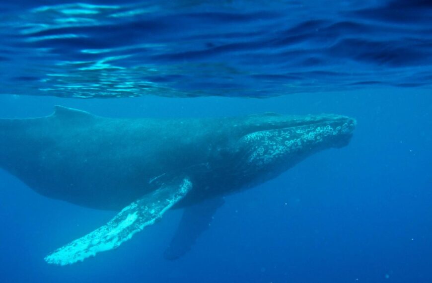 Oldest known whale recording could unlock mysteries of the ocean