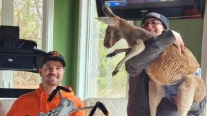 Chesney the kangaroo flees petting zoo for three&hellip;