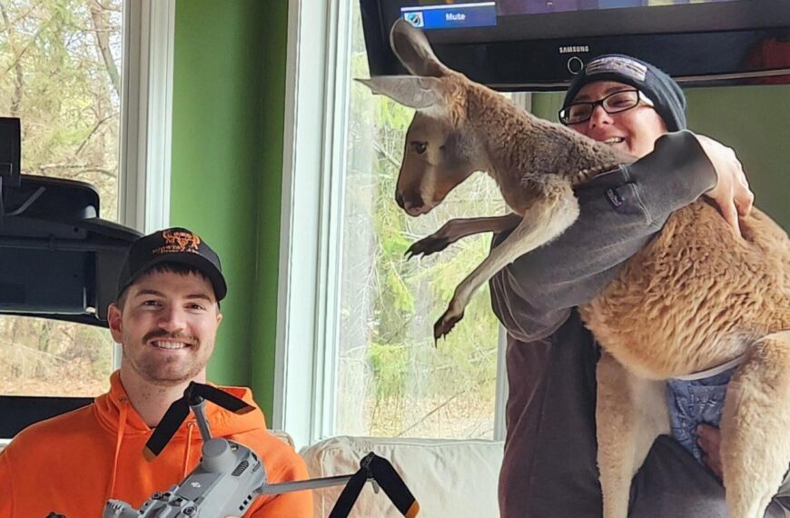 Chesney the kangaroo flees petting zoo for three days on the lam