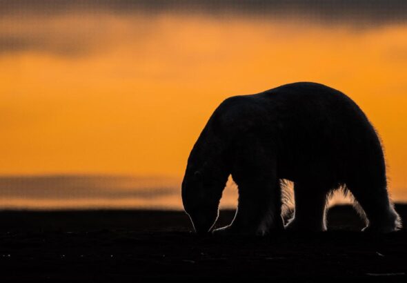 A tiny Arctic village in Alaska is trying to revive its polar bear tourism industry