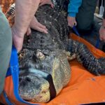 Man ends fight to reclaim Albert, his 12-foot alligator seized in 2024