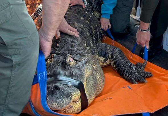 Man ends fight to reclaim Albert, his 12-foot alligator seized in 2024