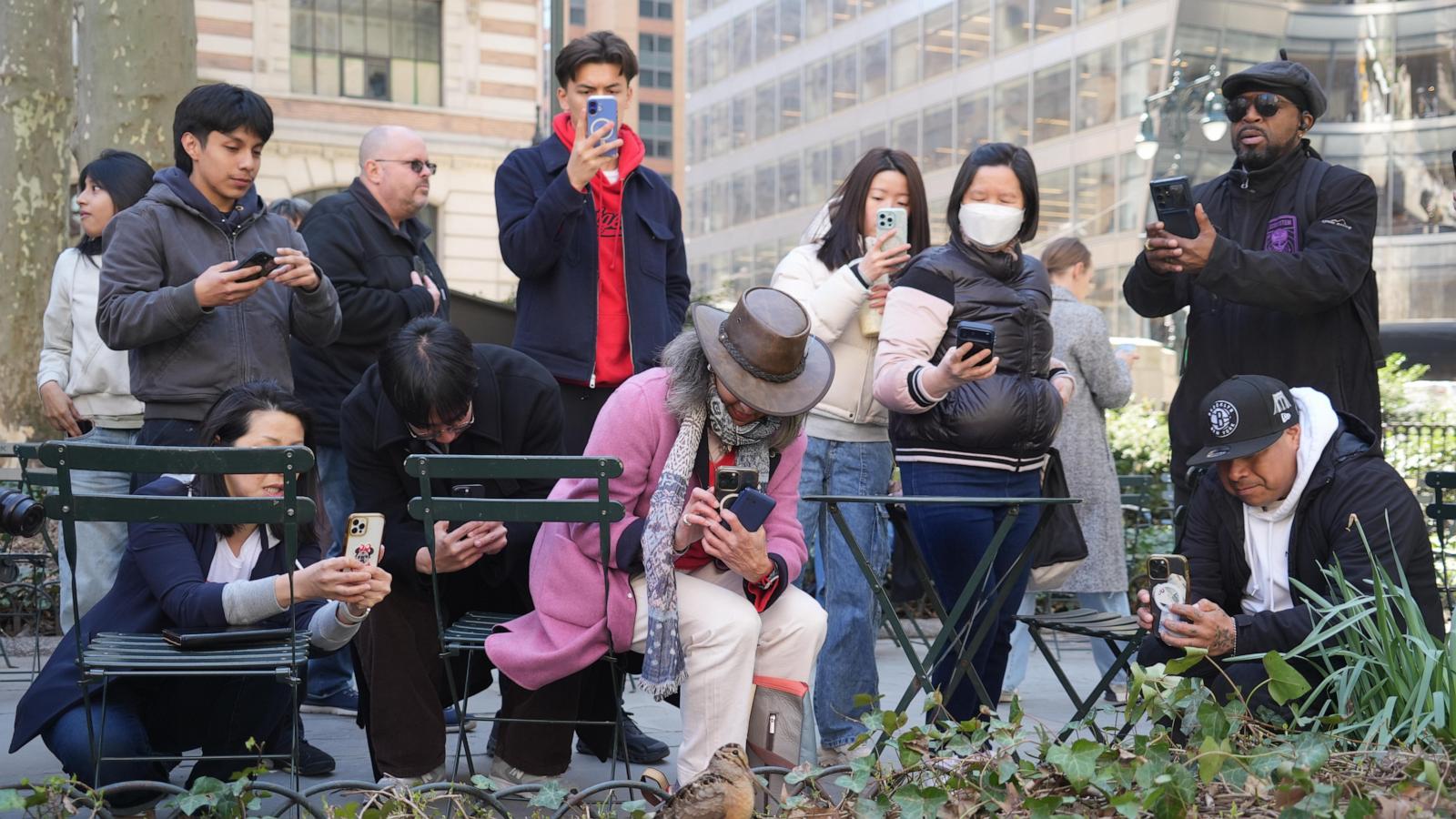 New Yorkers flock to Manhattan park for lovable woodcocks' bobbing strut
