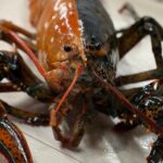 Rare two-colored lobster caught by fishermen off Cape Cod donated to aquarium