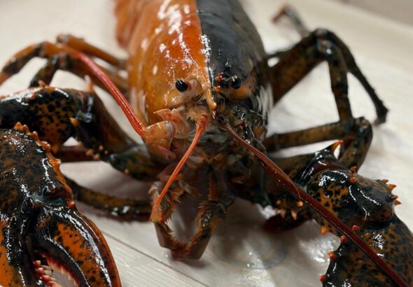 Rare two-colored lobster caught by fishermen off Cape Cod donated to aquarium