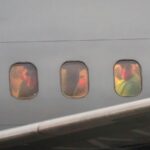 Immigrants seeking asylum are ordered to countries they've never been to