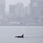 Orcas never seen before in Seattle delight whale watchers with a visit