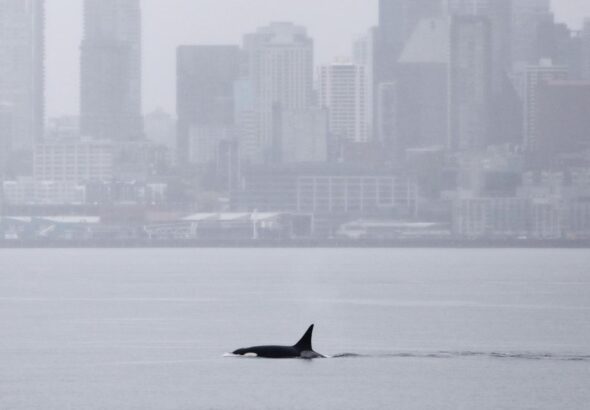 Orcas never seen before in Seattle delight whale watchers with a visit