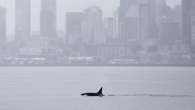 Orcas never seen before in Seattle delight whale watchers with a visit