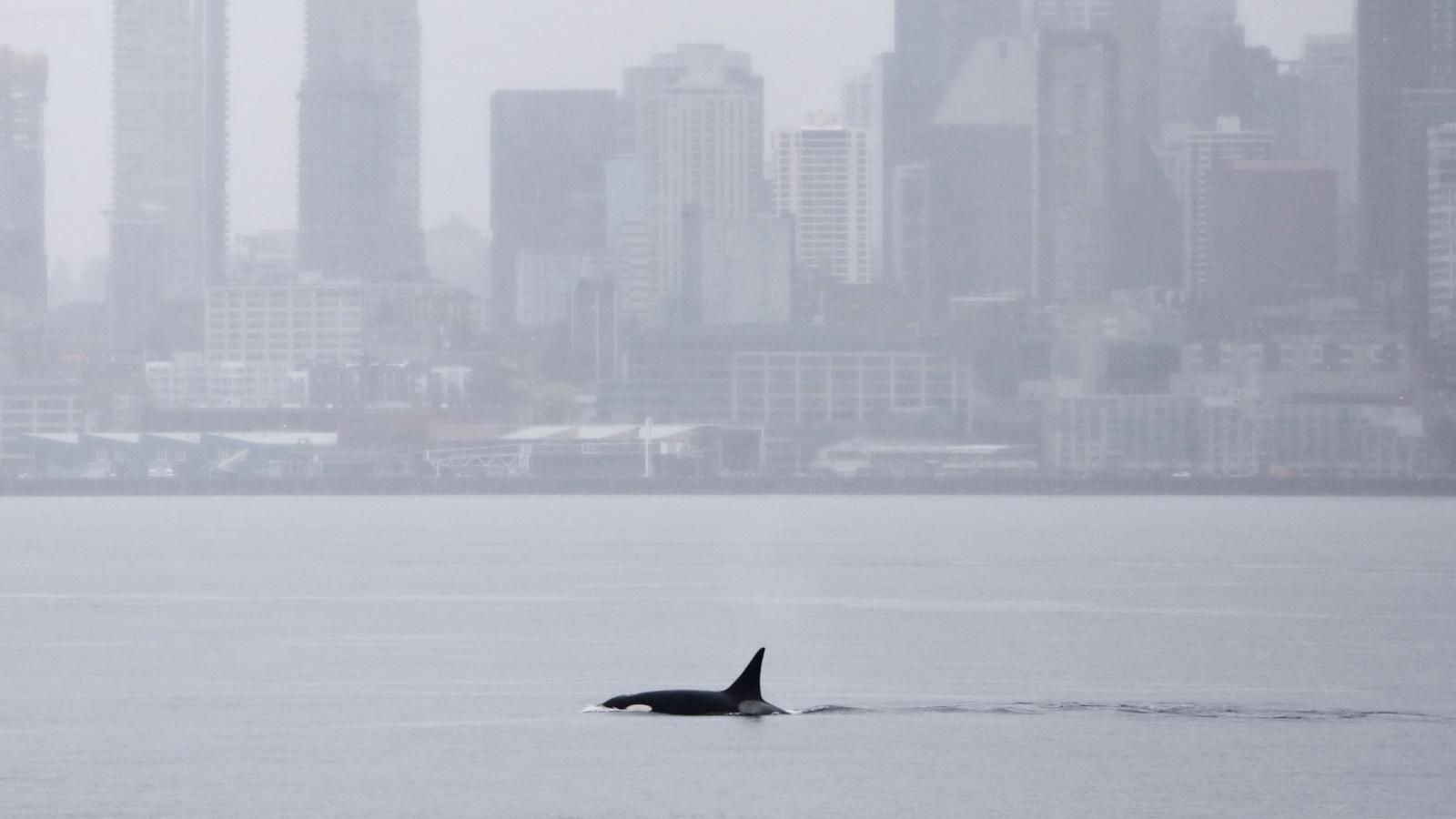 Orcas never seen before in Seattle delight whale watchers with a visit