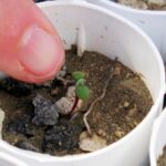 Lithium mine clears hurdle despite conservationists' worries for rare wildflower