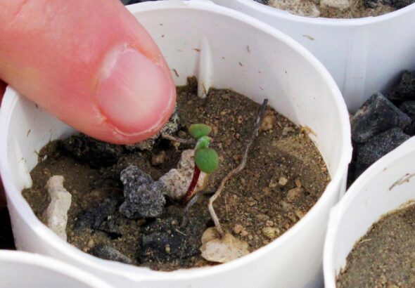 Lithium mine clears hurdle despite conservationists' worries for rare wildflower