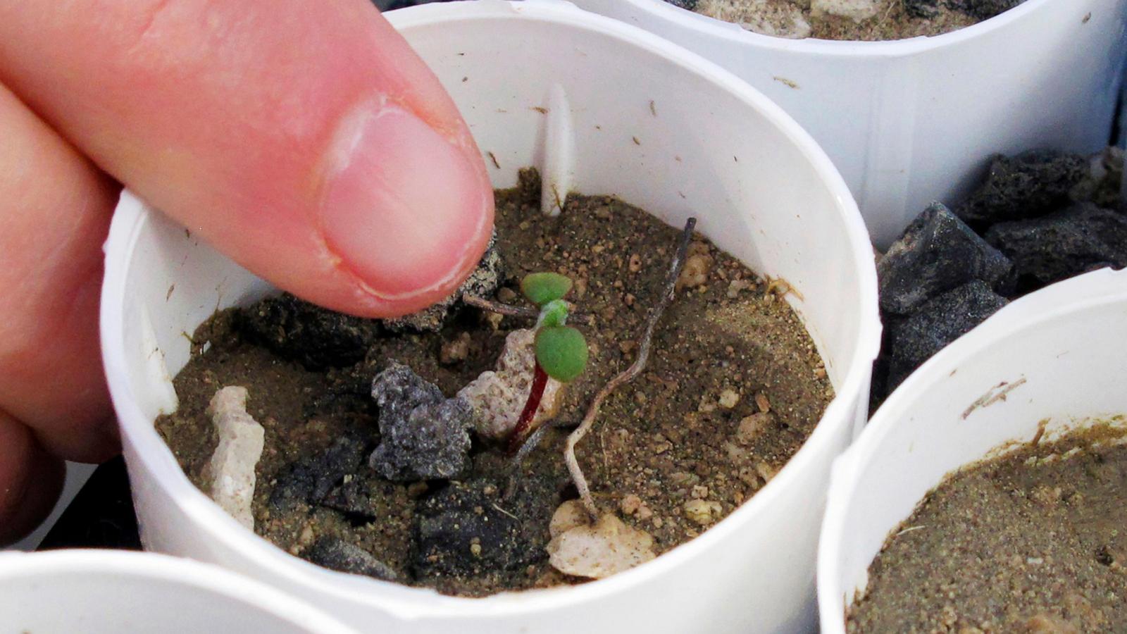 Lithium mine clears hurdle despite conservationists' worries for rare wildflower