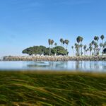 Climate change is outpacing evolution. Scientists are using DNA to catch up