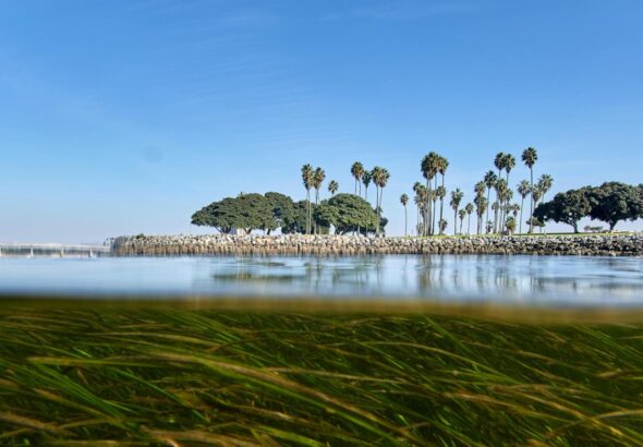 Climate change is outpacing evolution. Scientists are using DNA to catch up