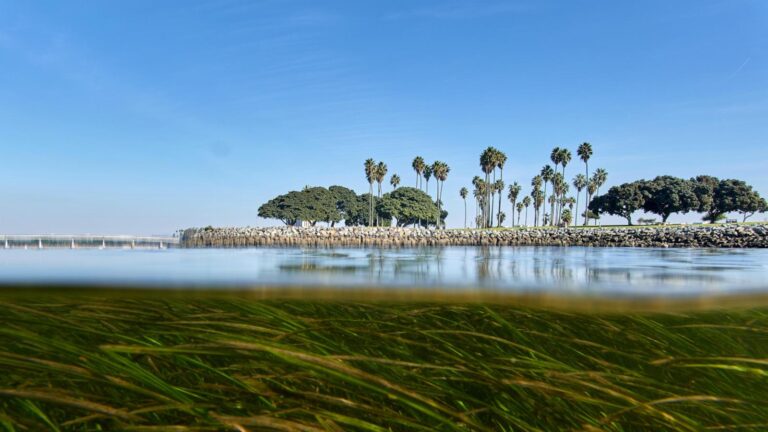 Climate change is outpacing evolution. Scientists are using DNA to catch up