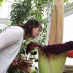 Mount Holyoke’s corpse flower blooms again, drawing crowds to its ‘rotting flesh’ stench