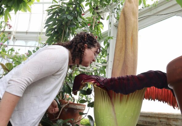 Mount Holyoke’s corpse flower blooms again, drawing crowds to its ‘rotting flesh’ stench