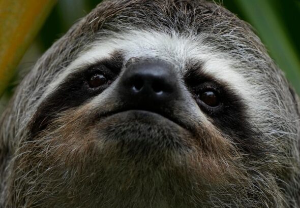 Sickness, cold killed nearly 30 sloths at Florida import warehouse