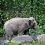Happy, who taught researchers that elephants can recognize themselves, is euthanized at Bronx Zoo