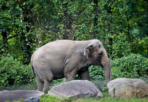 Happy, who taught researchers that elephants can recognize themselves, is euthanized at Bronx Zoo