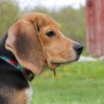 1,500 beagles will get new lives, warm laps after release from research facility