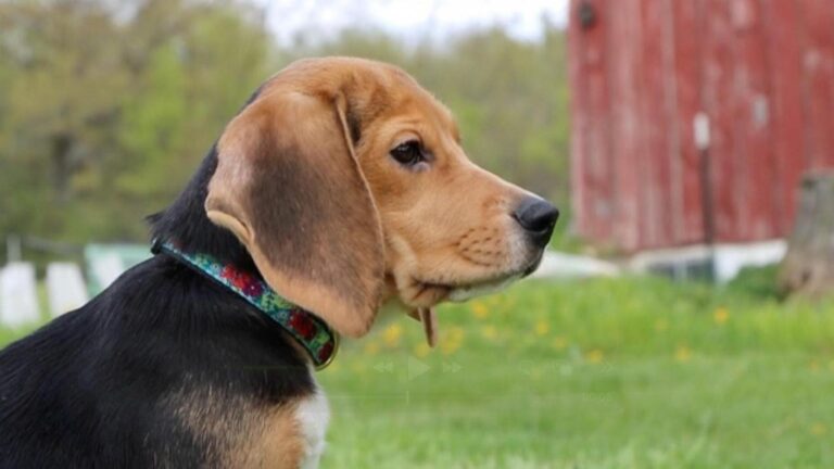 1,500 beagles will get new lives, warm laps after release from research facility