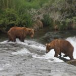 Alaska wildlife agents can kill bears from helicopters to protect caribou, judge says