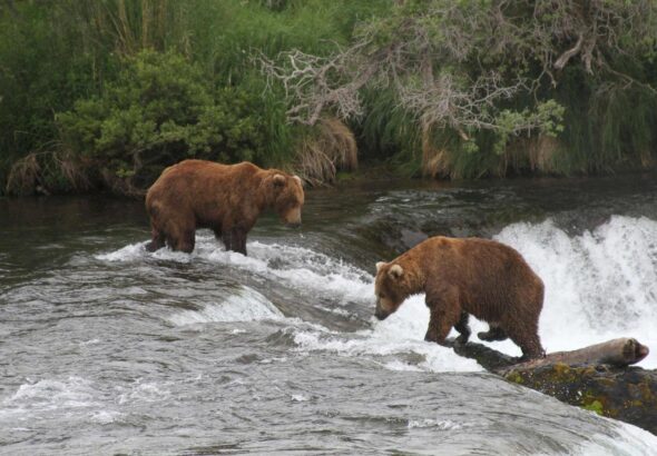 Alaska wildlife agents can kill bears from helicopters to protect caribou, judge says