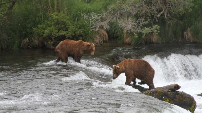 Alaska wildlife agents can kill bears from helicopters to protect caribou, judge says
