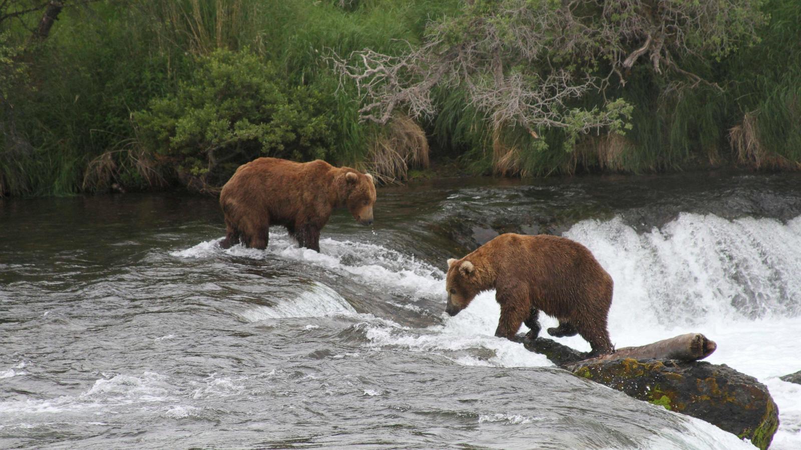 Alaska wildlife agents can kill bears from helicopters to protect caribou, judge says