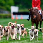 At the Iroquois Steeplechase, the foxhounds kick off the horse races with a howling fun dog parade