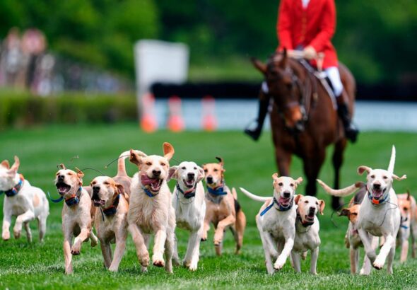 At the Iroquois Steeplechase, the foxhounds kick off the horse races with a howling fun dog parade