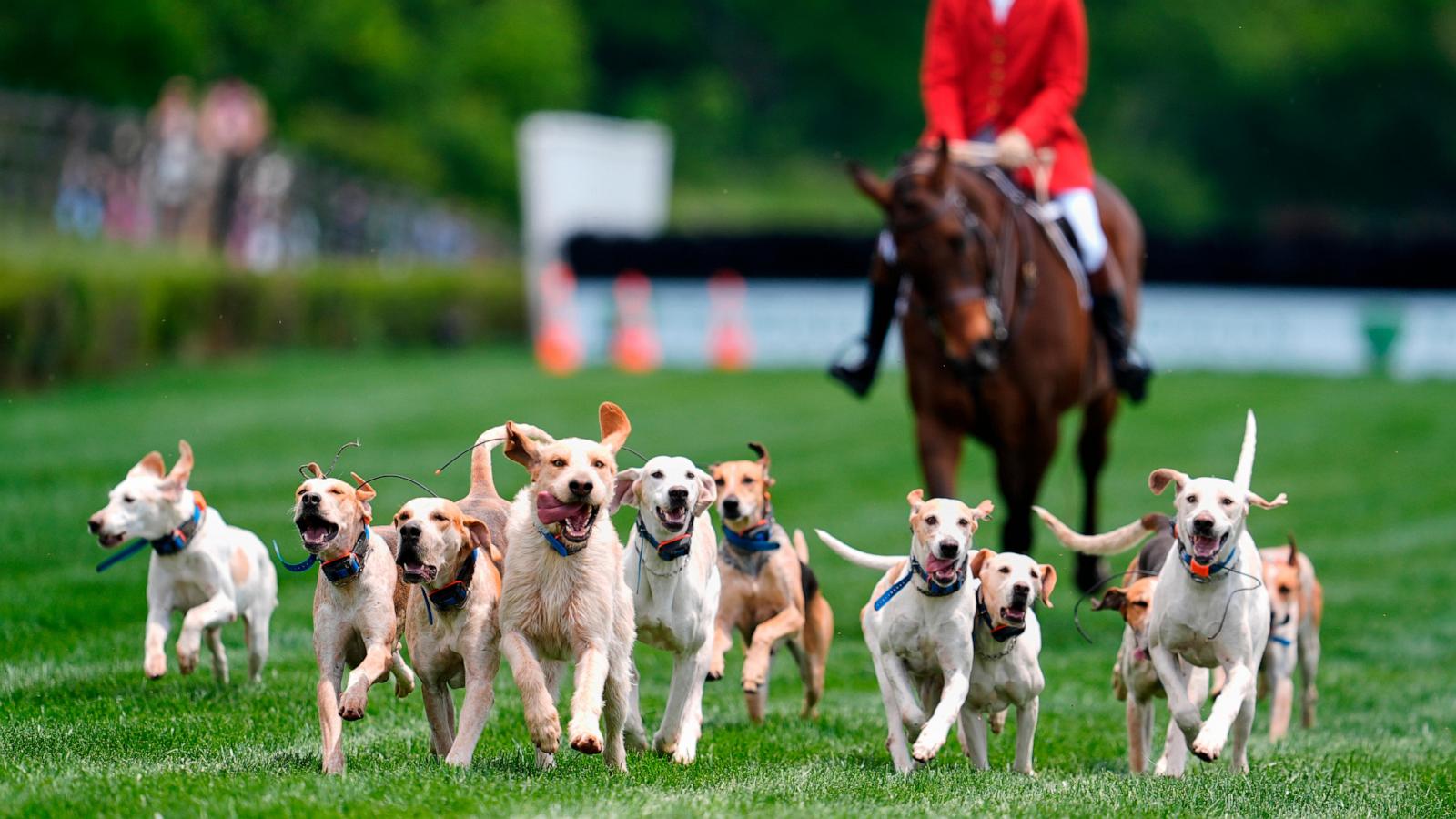 At the Iroquois Steeplechase, the foxhounds kick off the horse races with a howling fun dog parade