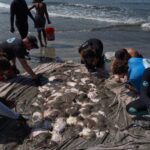 Stingray lashings up as marine heat wave off Southern California draws more to shore