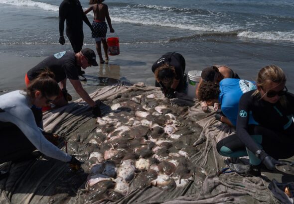 Stingray lashings up as marine heat wave off Southern California draws more to shore