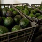 US suspends avocado inspections in Mexican state of Michoacan due to threat
