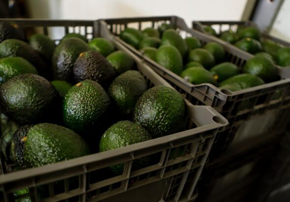 US suspends avocado inspections in Mexican state of Michoacan due to threat