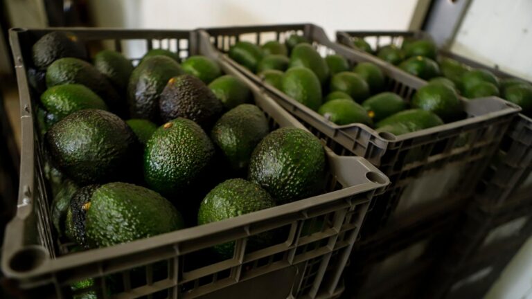 US suspends avocado inspections in Mexican state of Michoacan due to threat
